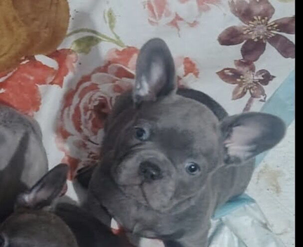 Meet Yellow, our gorgeous Blue French Bulldog girl!