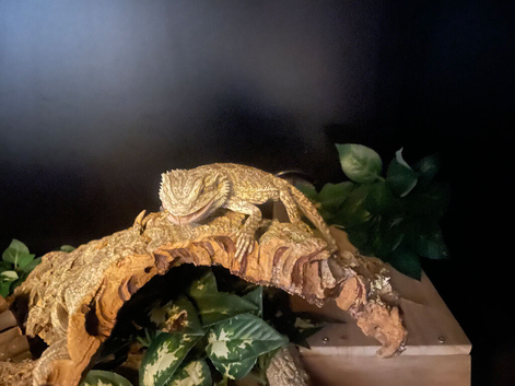 1 year old male friendly bearded dragon with viv