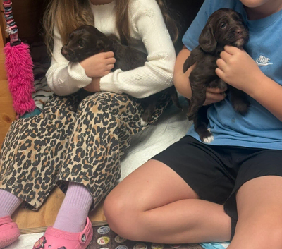 Sproodle puppies