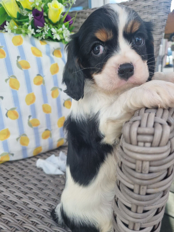 puppies