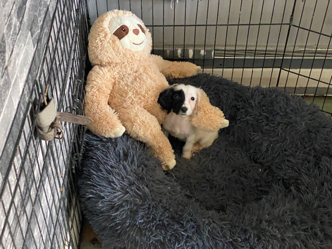 Cocker Spaniel Girl