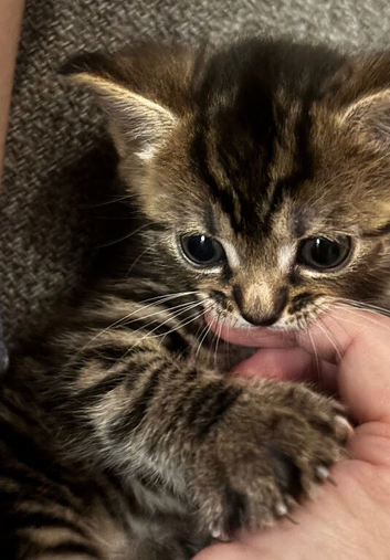 B,B x Bengal & Bombay x Bengal kittens