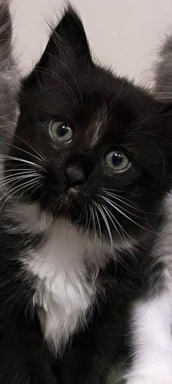 Black & white long haired female kitten