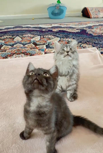 Kittens British longhair and An American Shorthair