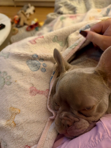 French bulldog for rehome