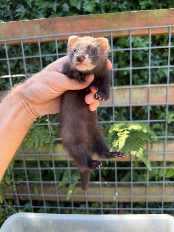 Semi angora dark sable Jill ferret