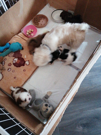 Lhasa Apso Puppies for sale