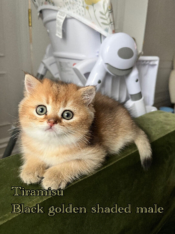 Black golden shaded British shorthairs