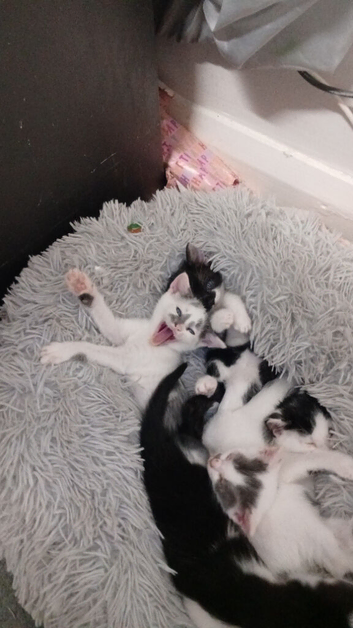 Kittens ready now