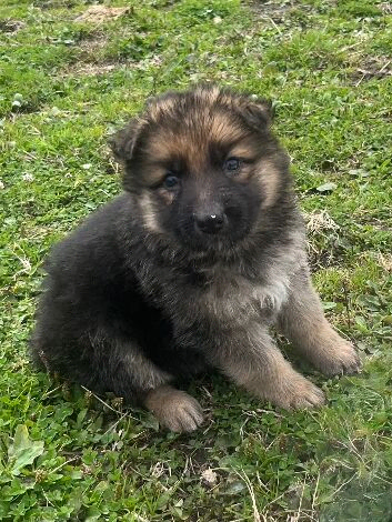 German Shepherd pups