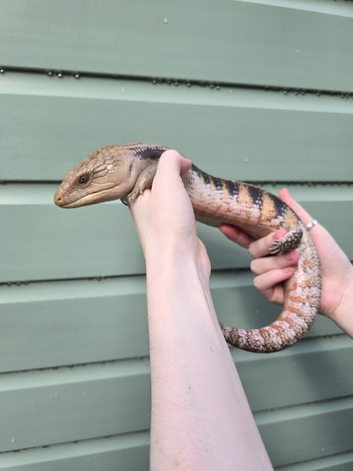 Male Northern blue tongue skink