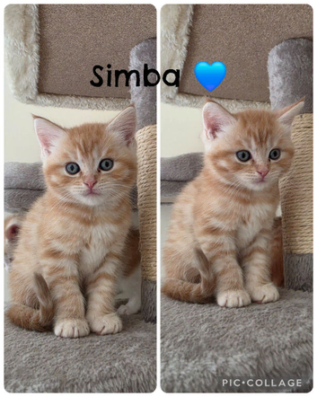 Maine coon x BSH