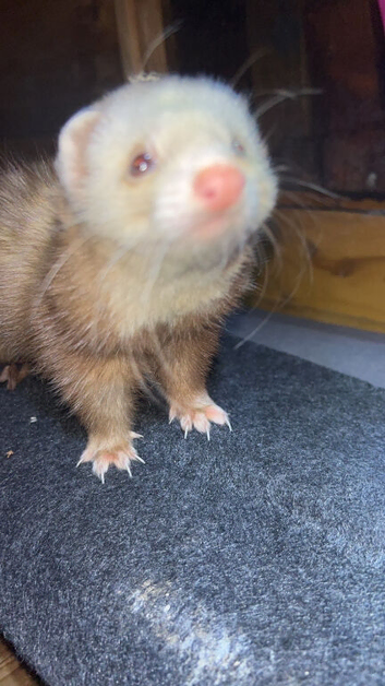 Half micro Ferrets jills