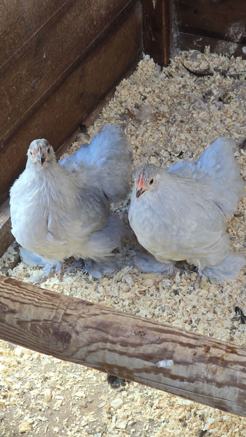 Pekin Bantam Pullets