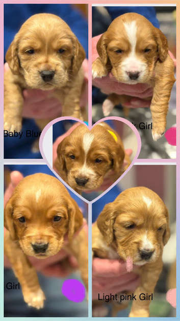 Bocker Beagle x Cocker Spaniel puppies