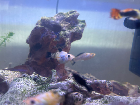 Fish