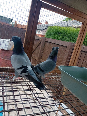 Turkish takla pair