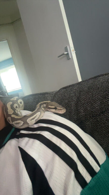 5 year old female royal python
