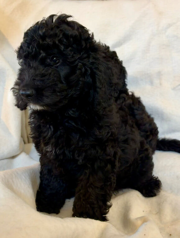 Stunning F1b cockapoo puppies READY NOW