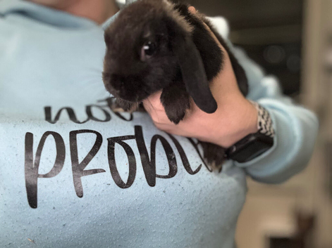 Adorable baby rabbits for Sale