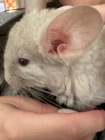 Beautiful Beige Male Chinchilla Looking for a Loving Home