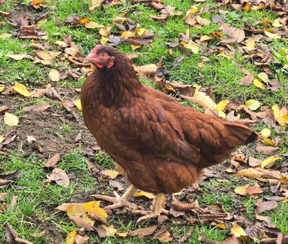 Columbian Blacktail Auto Sexing Hatching Eggs x 6