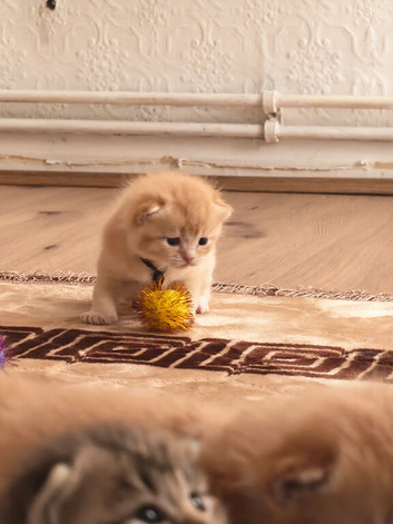 Beautiful Scottish fold and straight kittens
