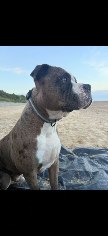 American bulldog called Buster!