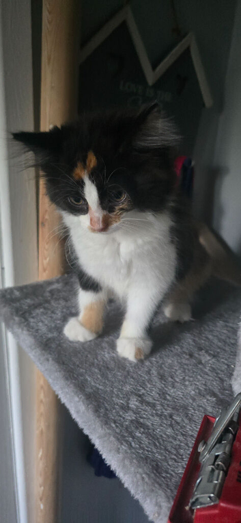Cute Kitty