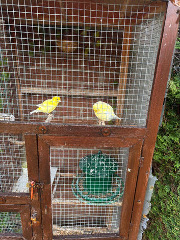 2 canaries male fyfe and female gloucester