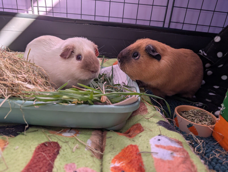 2 Guinea Pigs with full setup