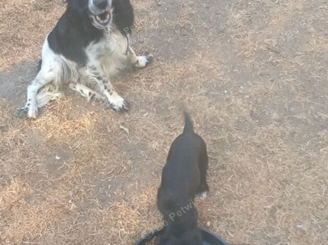 Gorgeous spaniel puppys