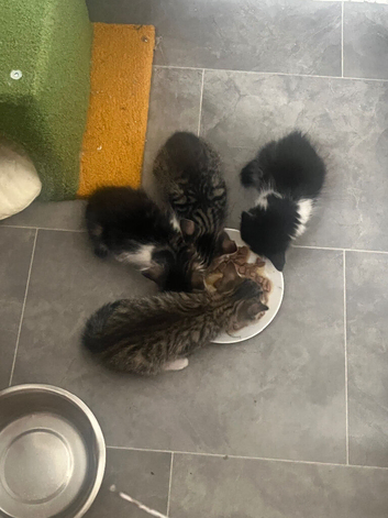 Ragdoll mix kittens