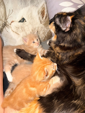 Maine Coon X British Shorthair
