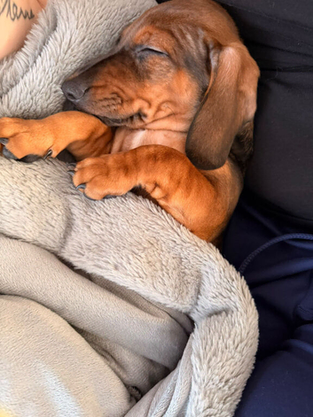 12 week old daschund puppy female