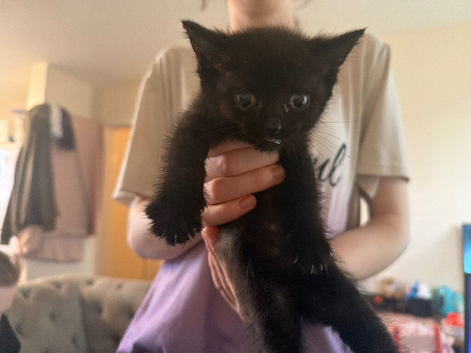 British short hair blue x ragdoll