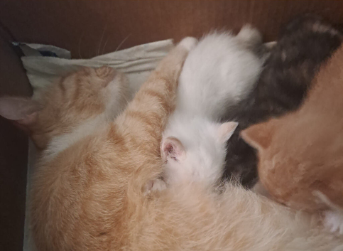 Sweet Litter of Fluffy Mixed Breed Kittens - Ready to Reserve:)