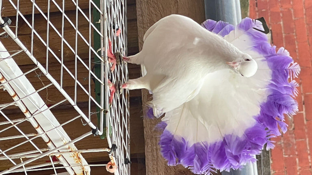 Garden White fan tail
