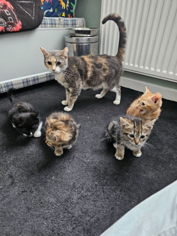 Kittens looking for loving homes only