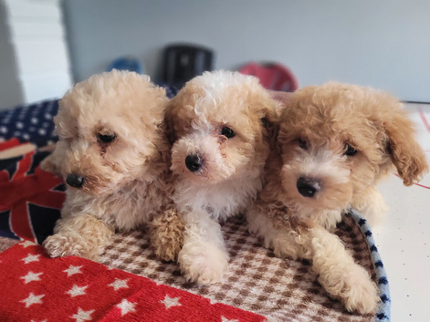 Miniature Poochon Boys F2