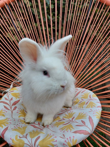 Male mixed lionhead rabbit