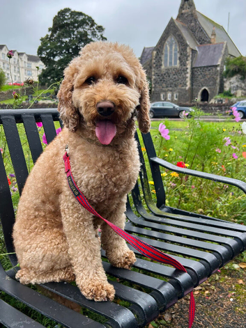 Cockapoo stud