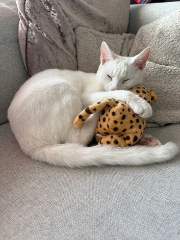 Russian White x British Shorthair Male &ndash; 1 Year Old &ndash; Looking for a Loving Forever Home