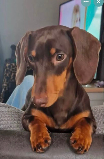 Dachshund boy