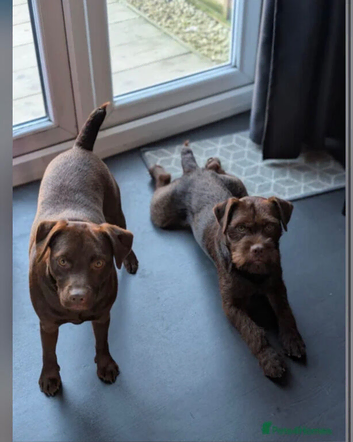 2 patterdales must go together