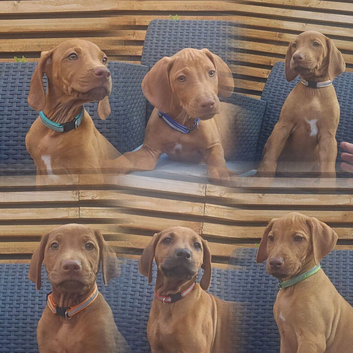 Rhodesian ridgeback looking for their forever homes