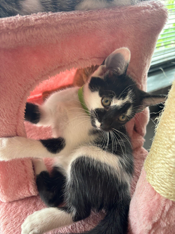Playful Kittens