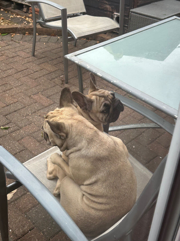 French Bulldog Boy and Girl
