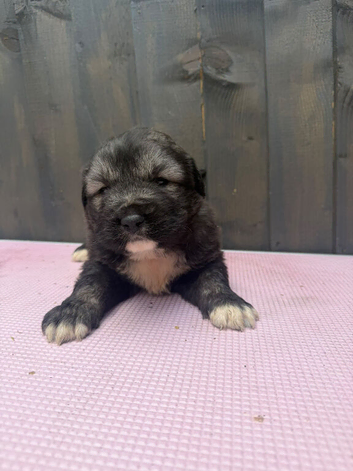 7 stunning puppies for sale ready to leave 1st October