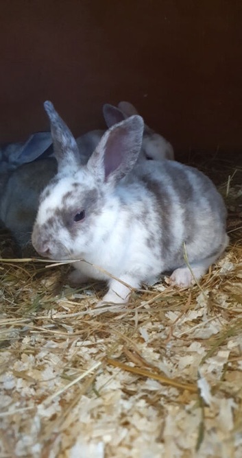 Mini Rex babies